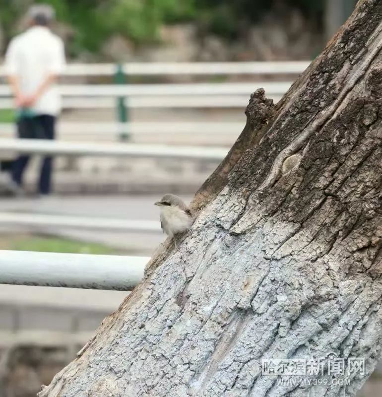 太阳岛上白天鹅二次啄杀 丑小鸭