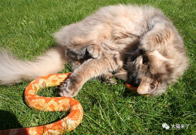 猫科动物怕蛇吗 看看这4种捕蛇高手是如何把蛇类当 家常菜 的