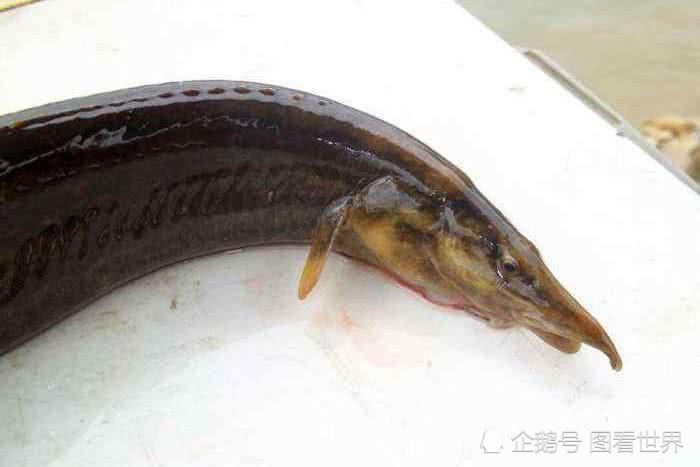 第二种:黑鱼,只要是浮萍塘,水草塘很有可能存在黑鱼,而黑鱼也是公认