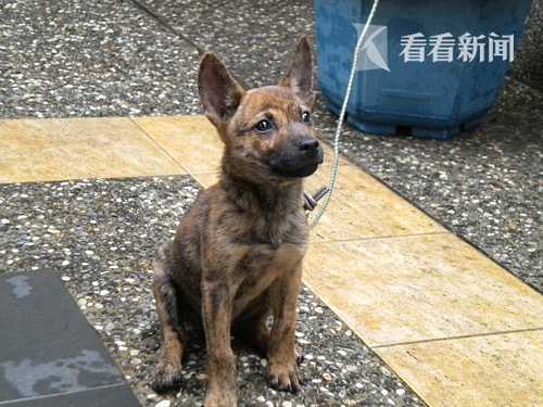 小萌犬偷喝奶茶竟被主人高空重摔致终身残疾 幼犬 法院