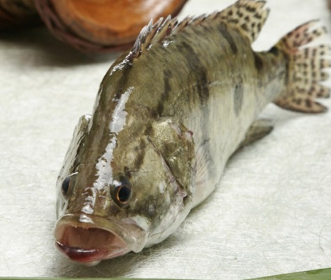 鳜鱼是一种肉食性鱼类为何被称为贵族鱼到底贵在哪