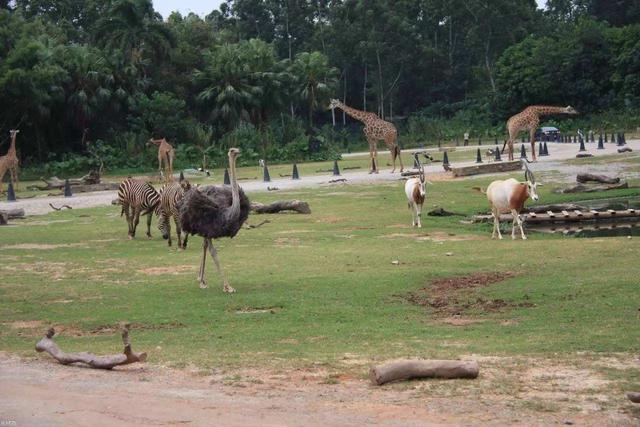 面积只有三百多亩的郑州市动物园,终于要搬到登封了