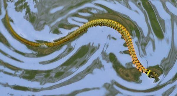 中国十大无毒蛇类 容易和有毒蛇搞混 第4种最喜欢吃响尾蛇