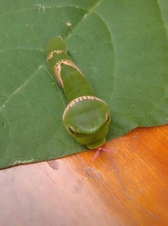 一只虫子露出触头呆萌像糖宝让人忍不住用手抚摸