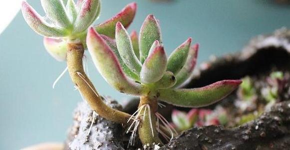 夏天多肉长气生根,看看是不是这些原因吧