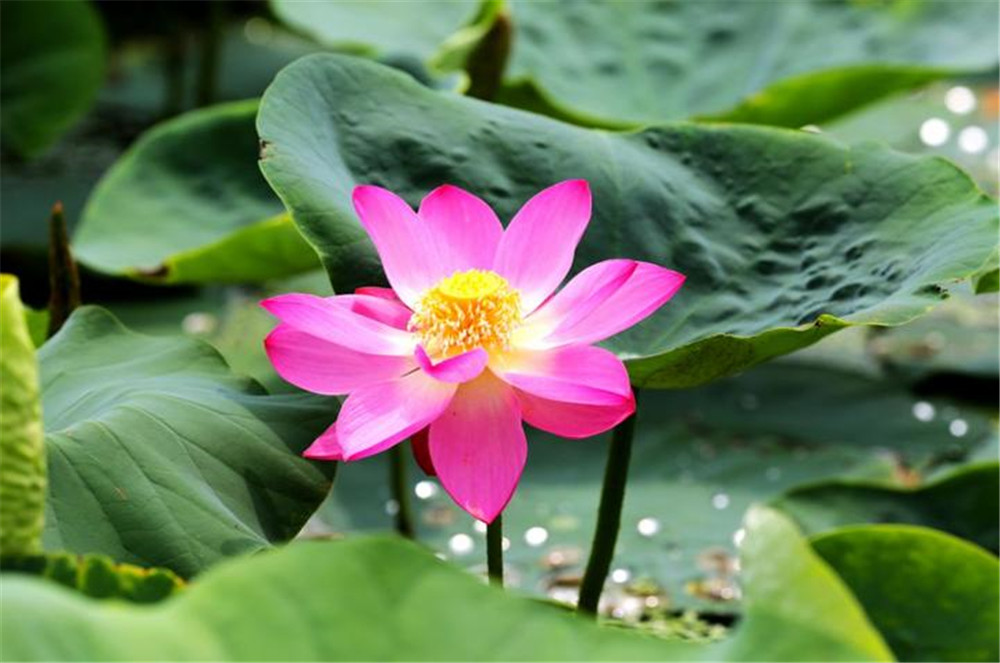 圆明园百年古莲开花 但是荷花 莲花与睡莲 你以为自己分清了