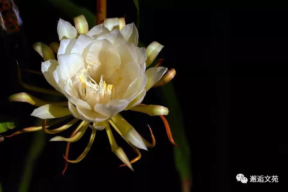 邂逅文苑原创 昙花作者 茶 有点苦诵读 小百合