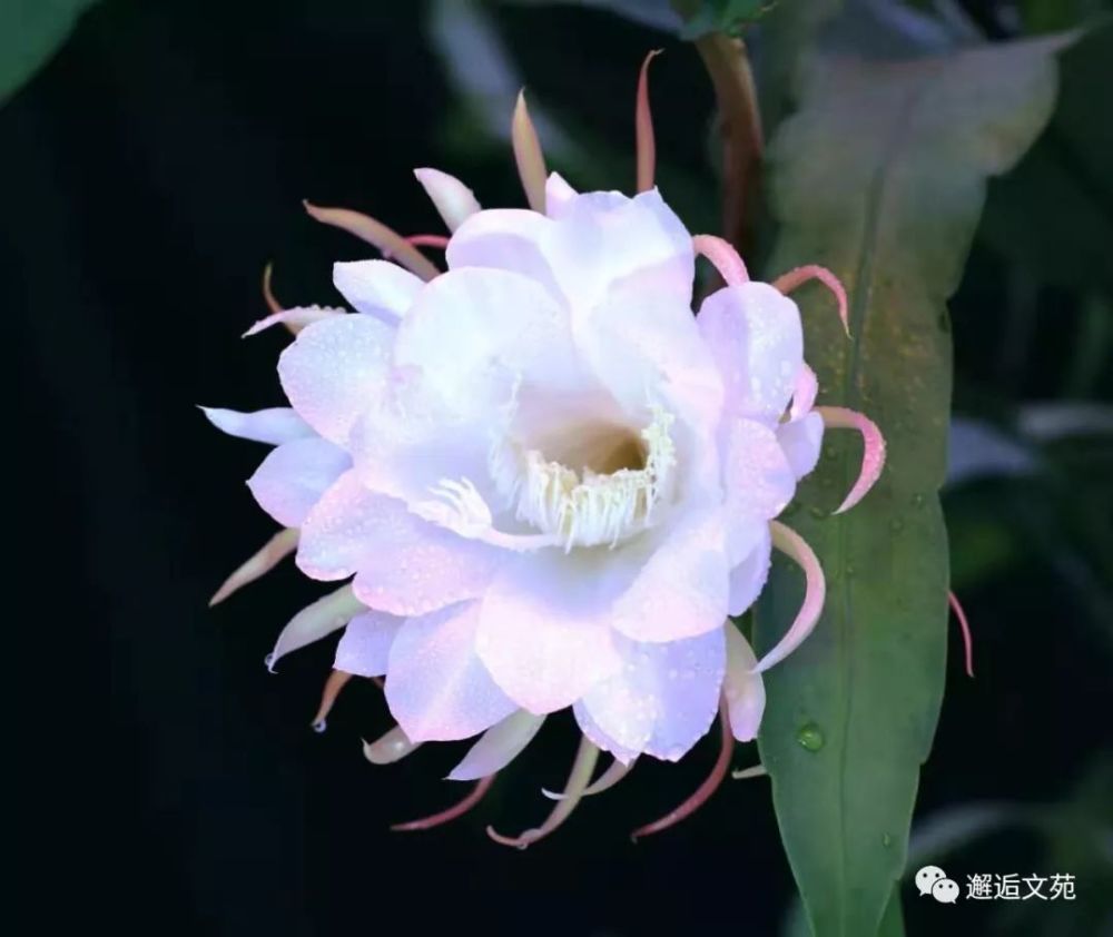 邂逅文苑原创 昙花作者 茶 有点苦诵读 小百合