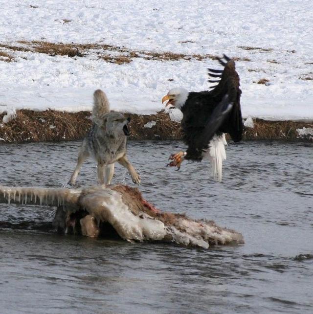 老鹰"作死"挑战棕熊,老鹰:我也不想啊,但是没办法啊