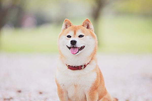 除了秋田和柴犬 这些犬种竟也是日本 原产犬 腾讯新闻