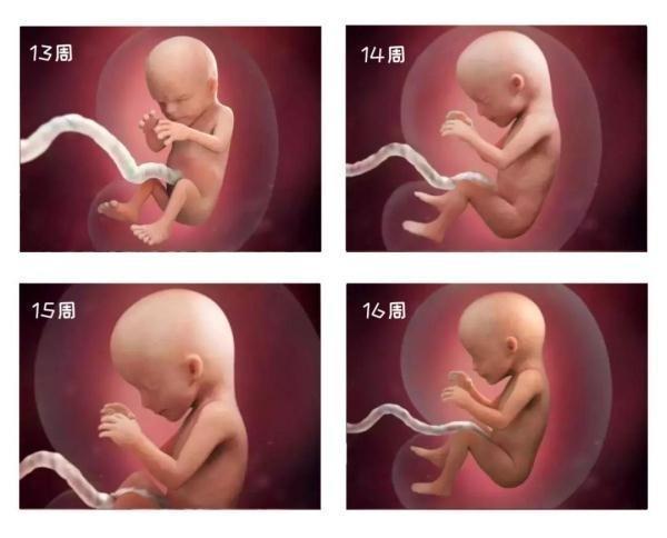 怀孕40周 胎儿每周发育情况是怎样的 看完你就涨知识了 腾讯新闻