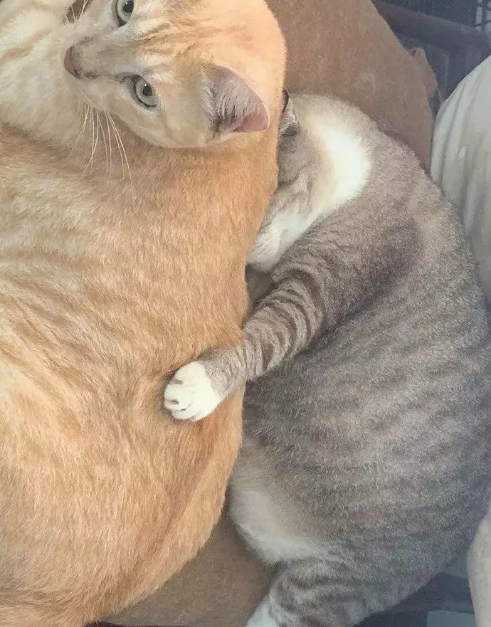 两只猪抱在一起,简称合肥