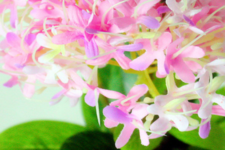 不开花像草 开花后像宝 沾土就能活 花色娇媚 引人驻足
