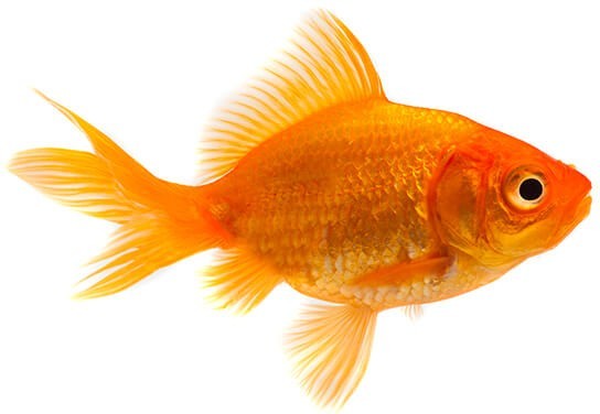 科学发现 金鱼是一种 人造生物