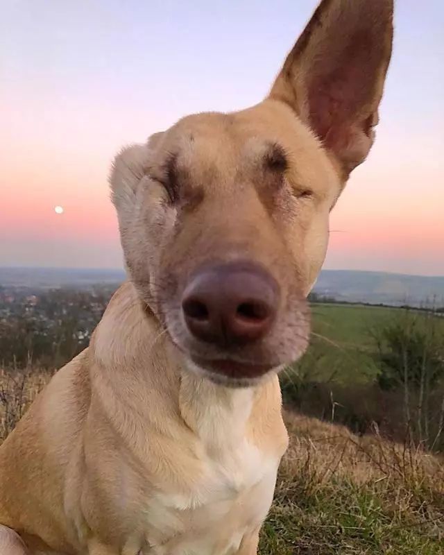 流浪狗受枪伤失明耳聋 被领养后却活泼粘人 惹来原住二哈的嫉妒