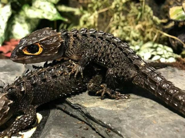 宠物中的"暴毙王",玻璃心受不住冷落,一天不理就死给你看