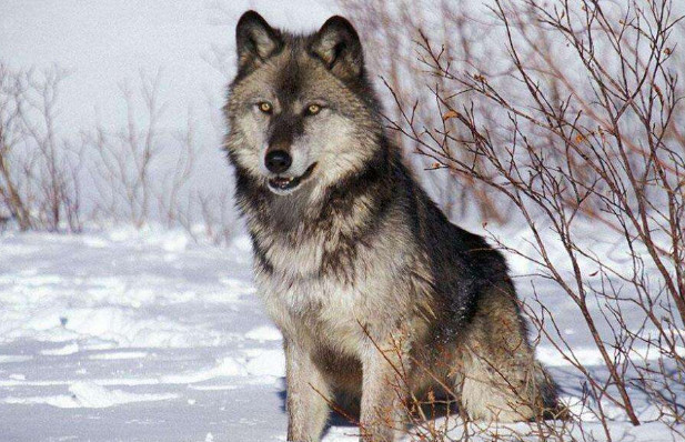 犬科动物界的"扛把子",老虎狮子这样的猛兽,它也敢抗衡一二