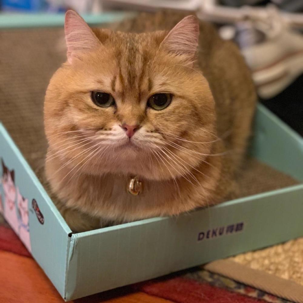 如何驾驭喜怒无常的猫大人