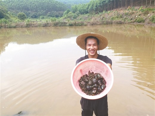 创业青年回乡养螺 带动农户共同致富