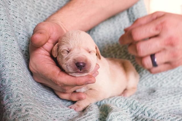 什么原因会导致幼犬早产 主人该如何护理 对它的健康有何影响 幼犬 狗狗