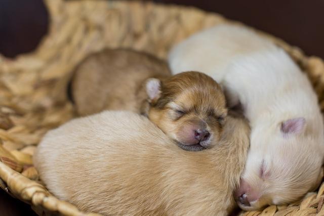 幼犬急促呼吸有三种常见情况 有时狗狗呼吸急促 主人不必太慌张