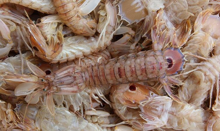 皮皮虾我们走你真的了解皮皮虾吗它很凶猛的