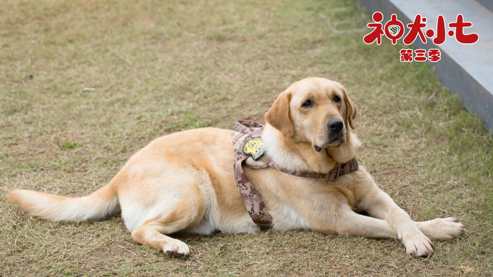 神犬小七3宠物救赎心灵小七遭遇定时炸弹危机