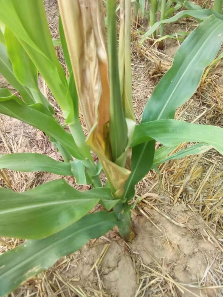 玉米苗後除草劑最佳噴藥時間