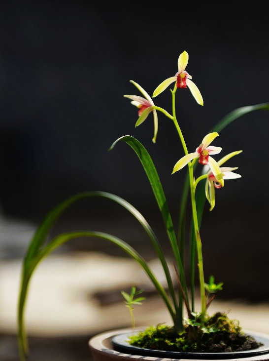 如何选择兰花壶