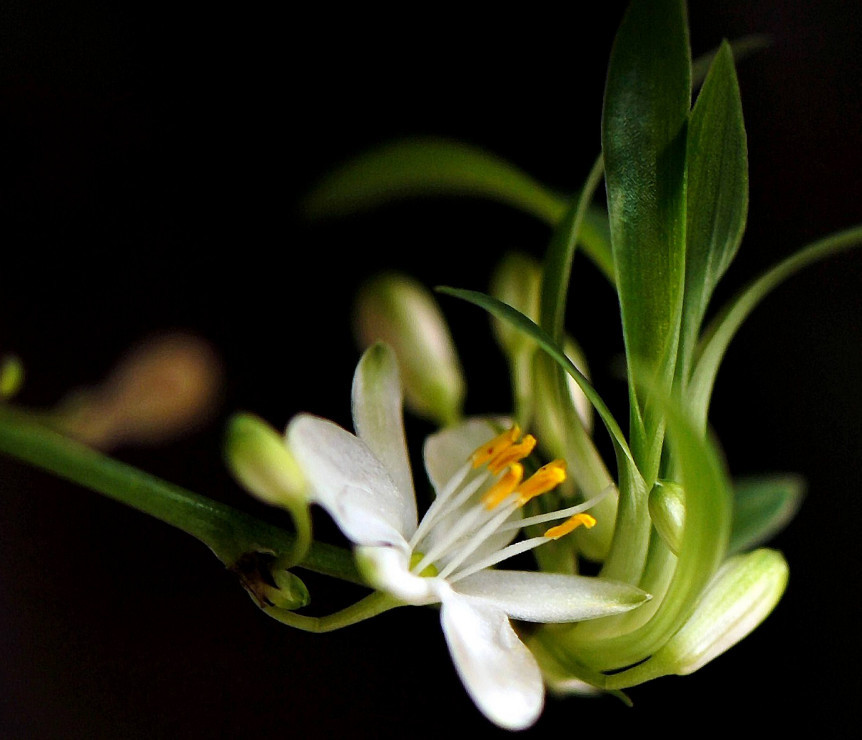 如何选择兰花壶