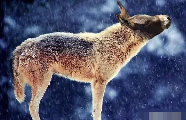 神农架发现的"驴头狼",早已灭绝50万年的生物,为何会出现?