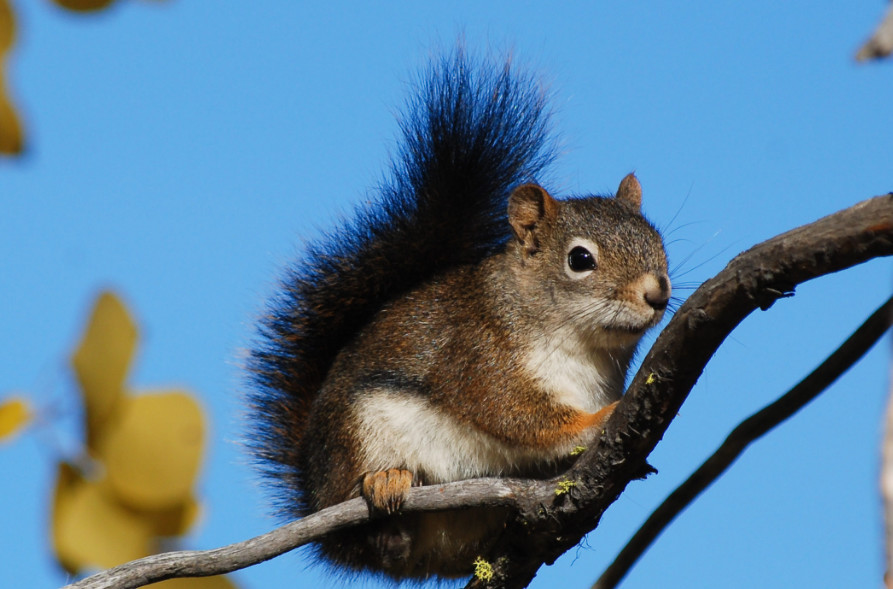 走进动物世界 了解动物百科 松鼠的家族