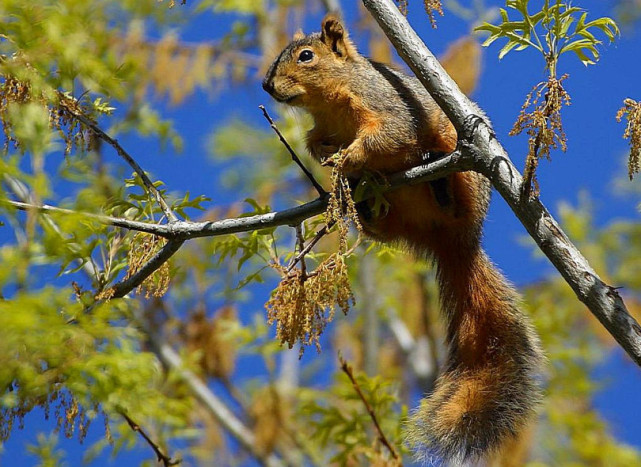 松鼠一般都是小动物,大小从非洲侏儒松鼠在7 - 10厘米长度和重量10克