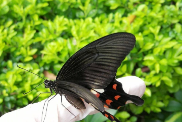 作为宠物养的虫类有哪些 分为哪些种类 快来了解一下吧