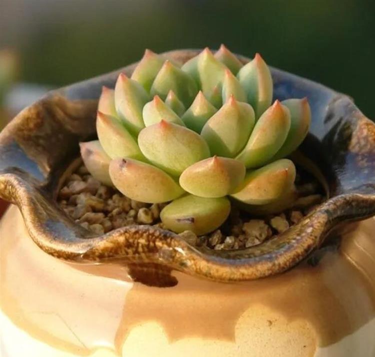 自己种植多肉用什么土更好呢 这4招让你不用愁