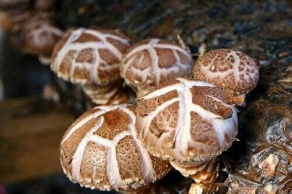 香菇和冬菇有什么区别 花菇是如何形成的 花菇和冬菇哪个更好吃