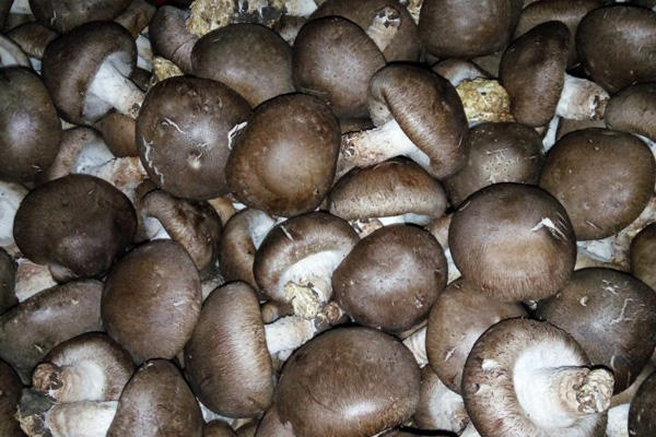 香菇和冬菇有什么区别 花菇是如何形成的 花菇和冬菇哪个更好吃