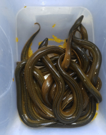 老中医:黄鳝要少吃,最好别吃,知道为什么吗?早知早受益!