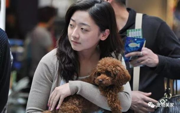 泰迪犬的5个弱点 劝你别吓唬它