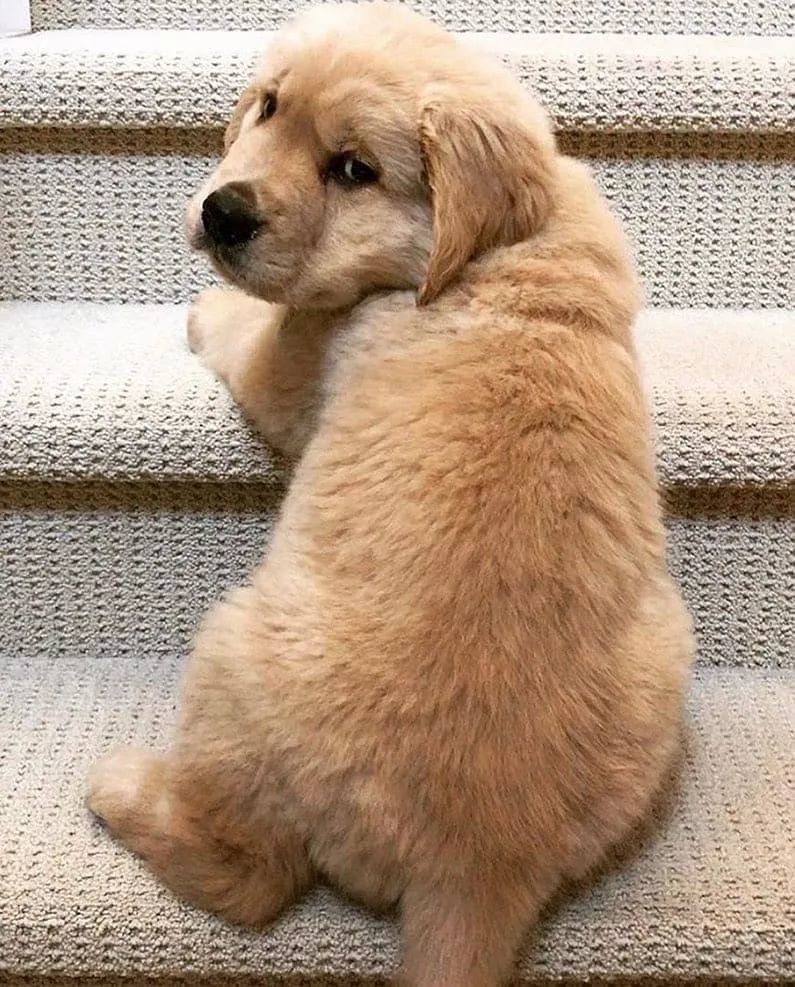 金毛痴迷"坐脸杀",只是苦了身下的小兄弟