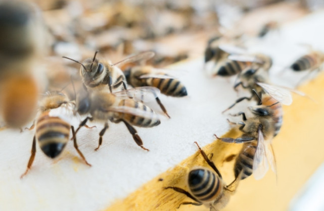 寄生蜂类天敌昆虫 体长最小的仅0 21毫米