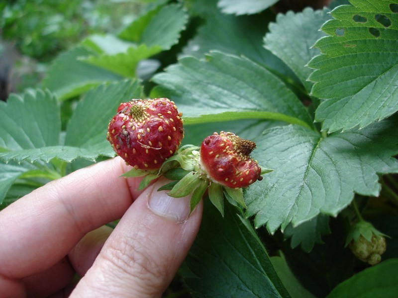 家庭盆栽种植草莓的方法