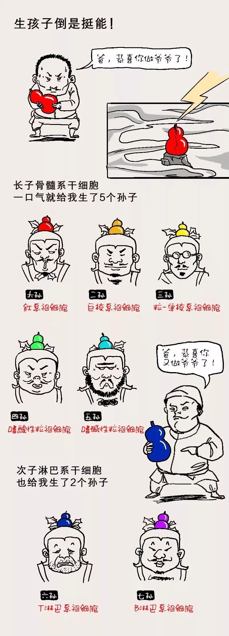 漫画 一篇漫画了解整个血液细胞家族