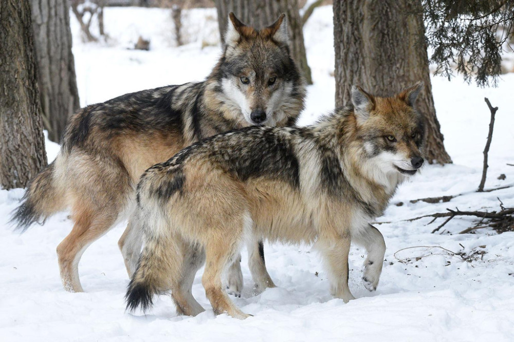 獵狼犬真能殺死野狼?哪怕狼被鏈子拴住,也能一打三