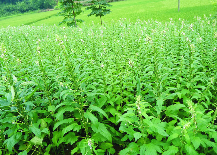 芝麻的根属直根系 有主根 侧根和细根三种