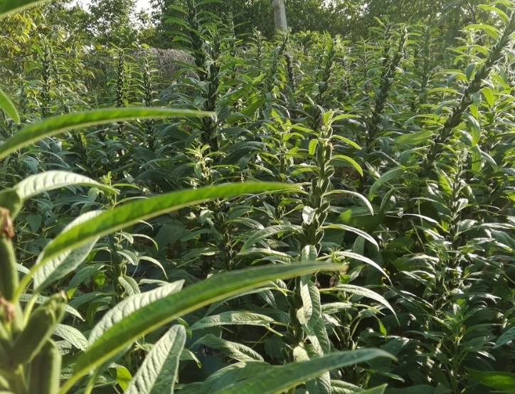 芝麻的根属直根系 有主根 侧根和细根三种