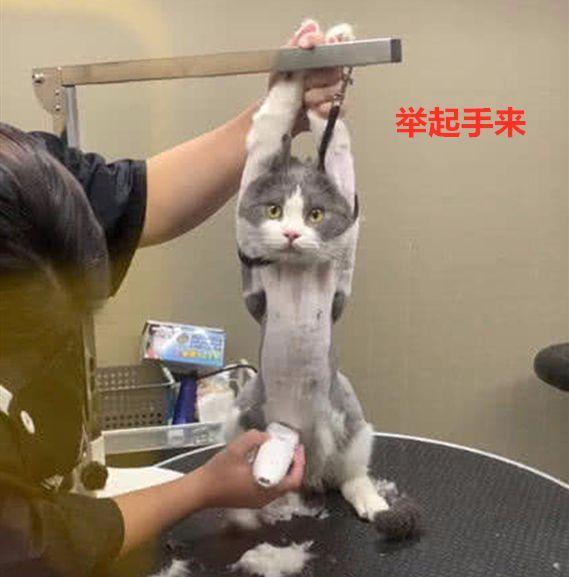 猫咪|猫咪被剃毛后，站在镜子前自闭了一个小时：谁关了我的美颜相机？