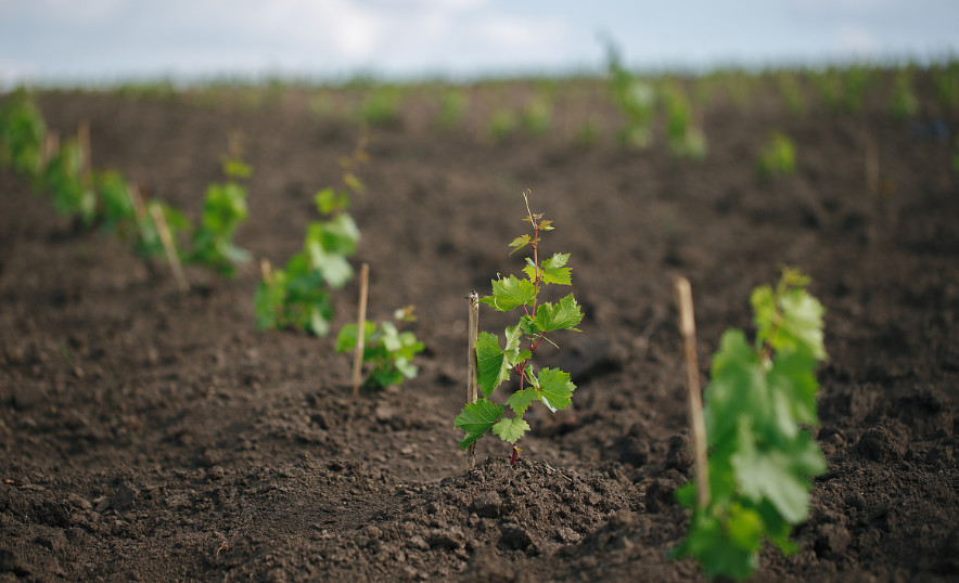 葡萄长得又酸又涩?了解这几步,果实长得又甜又大