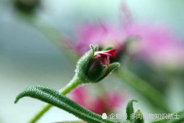 多肉小白的日光阳台 虽是普货 却一颗不甘平凡的心