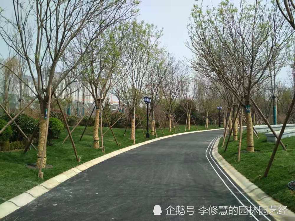 道路绿化与道路小景绿化需要做好哪些方面